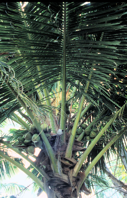 Seychellen 1999-111.jpg